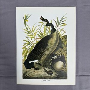 1950 Vintage Print Canada Goose  American Bird Art Illustration Audubon 8x11